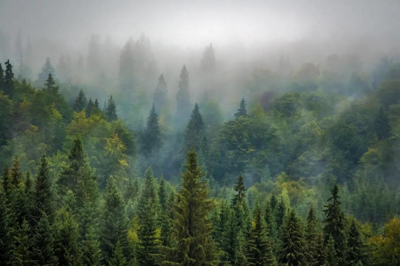 植樹節|得高地板構建健康家居，呵護地球生態 圖片2