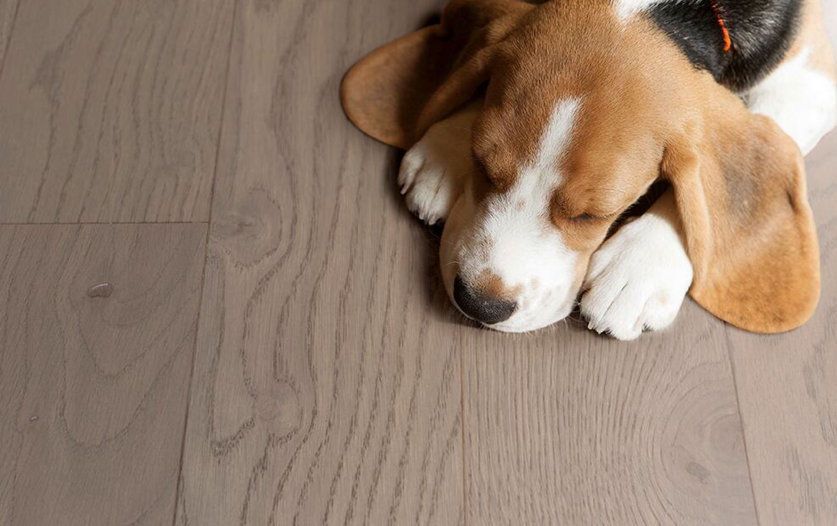 得高實木復合地板從“地”開始 圖片24 得高實木復合地板從“地”開始 圖片24