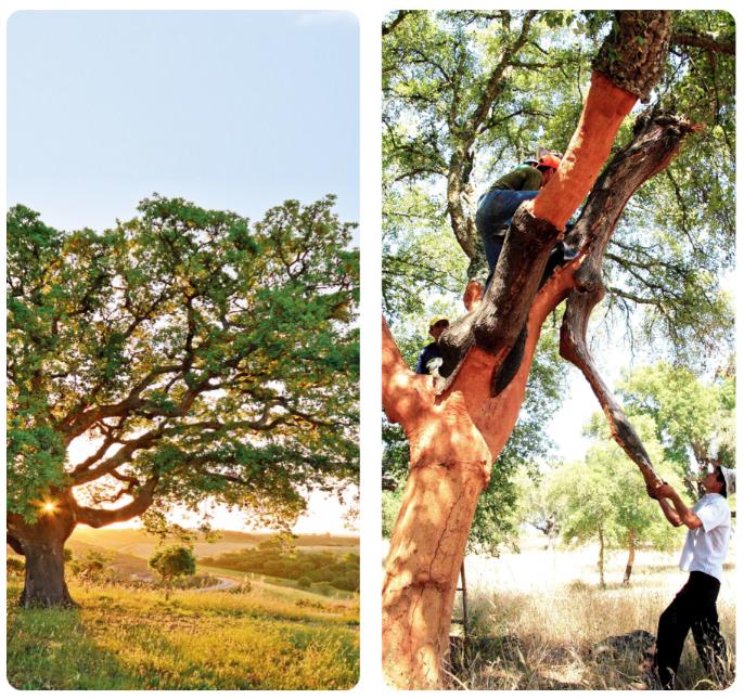 真的有那么牛嗎？深扒一下這些世界地板大廠的前世今生 圖片7